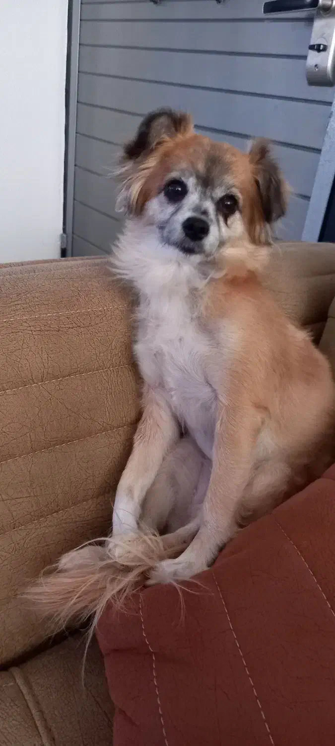 سگ گمشده|حیوانات|نجف‌آباد, پادگان|دیوار