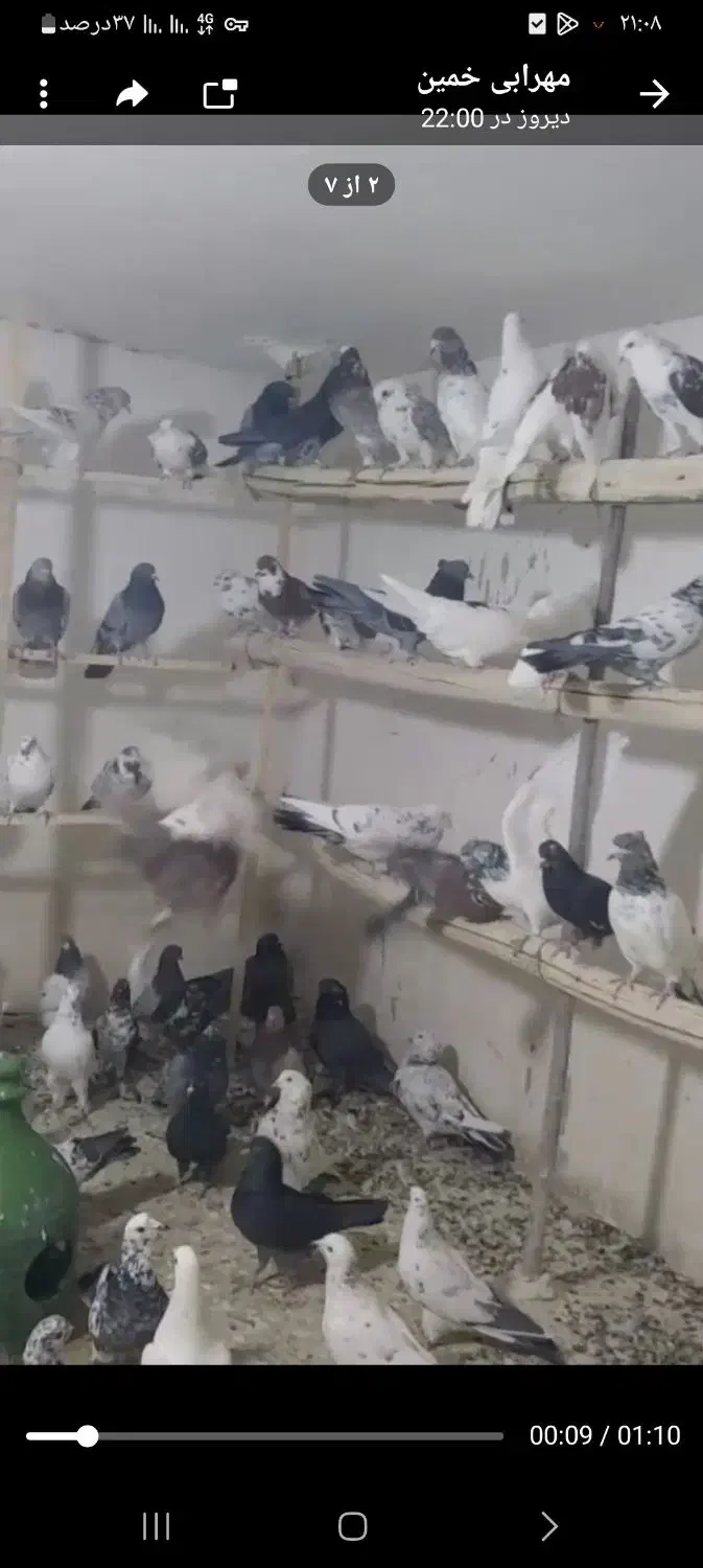 کبوتر فروشی پسر لر|پرنده|کوهدشت, |دیوار