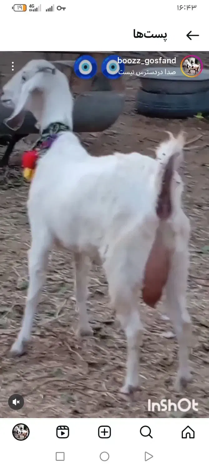 فروش بهترین بزای شیری وچند قلوزا|حیوانات مزرعه|بردسکن, |دیوار