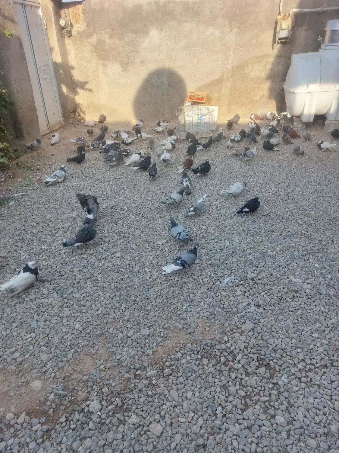 ۱۱۰ کفتر از همه رنگی دونی ۷۰ تا دونی ۱۵۰ تکی فرق|پرنده|مرودشت, نقش رستم|دیوار