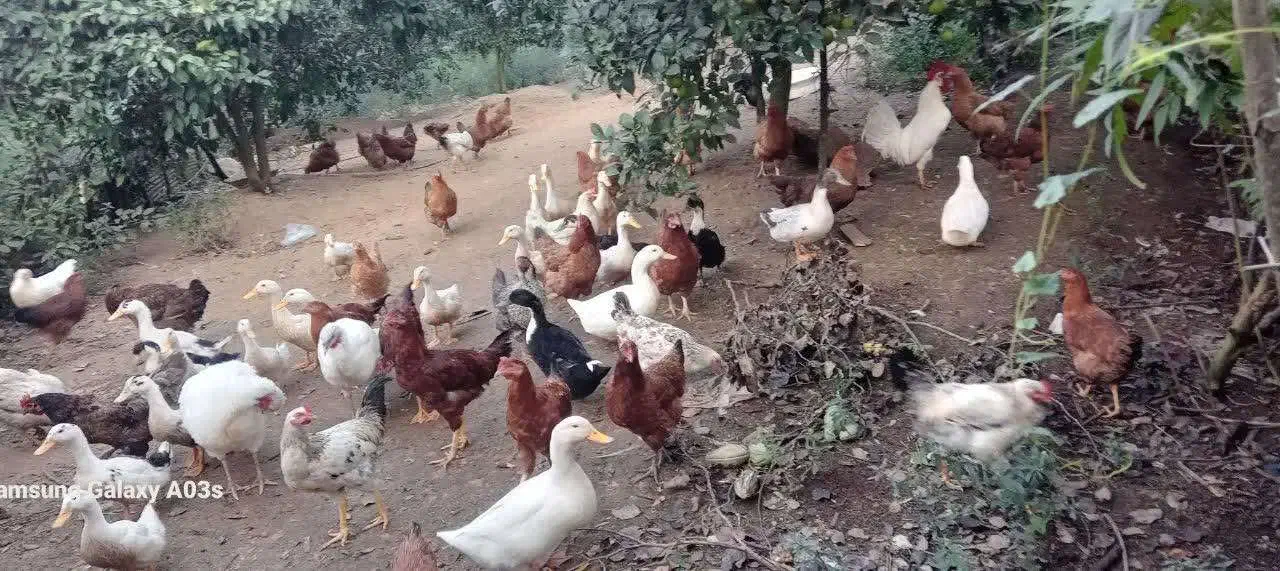 خروس محلی|حیوانات مزرعه|رانکوه, |دیوار