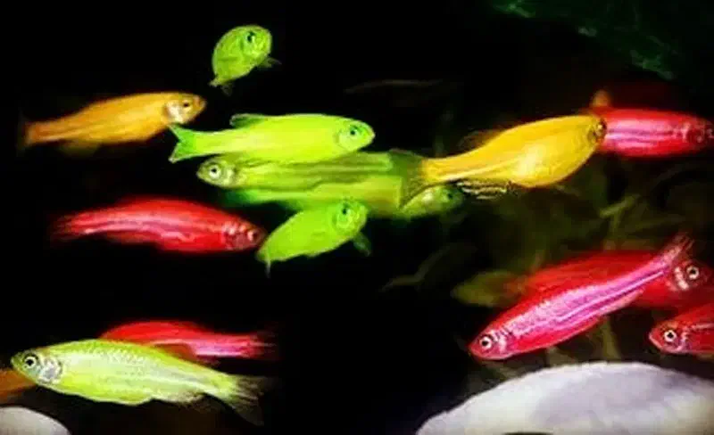 ماهی زبرا رنگارنگ|ماهی|کرمان, |دیوار