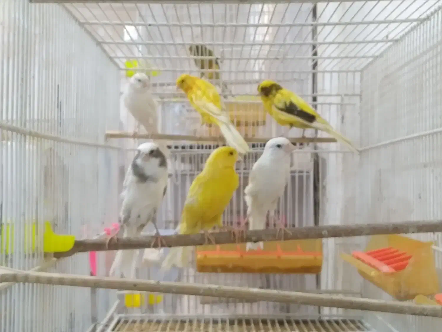 فروش انواع قناری وپرندگان زینتی دان قفس لوازم جانب|پرنده|مشهد, فرهنگیان (شهرک غرب)|دیوار
