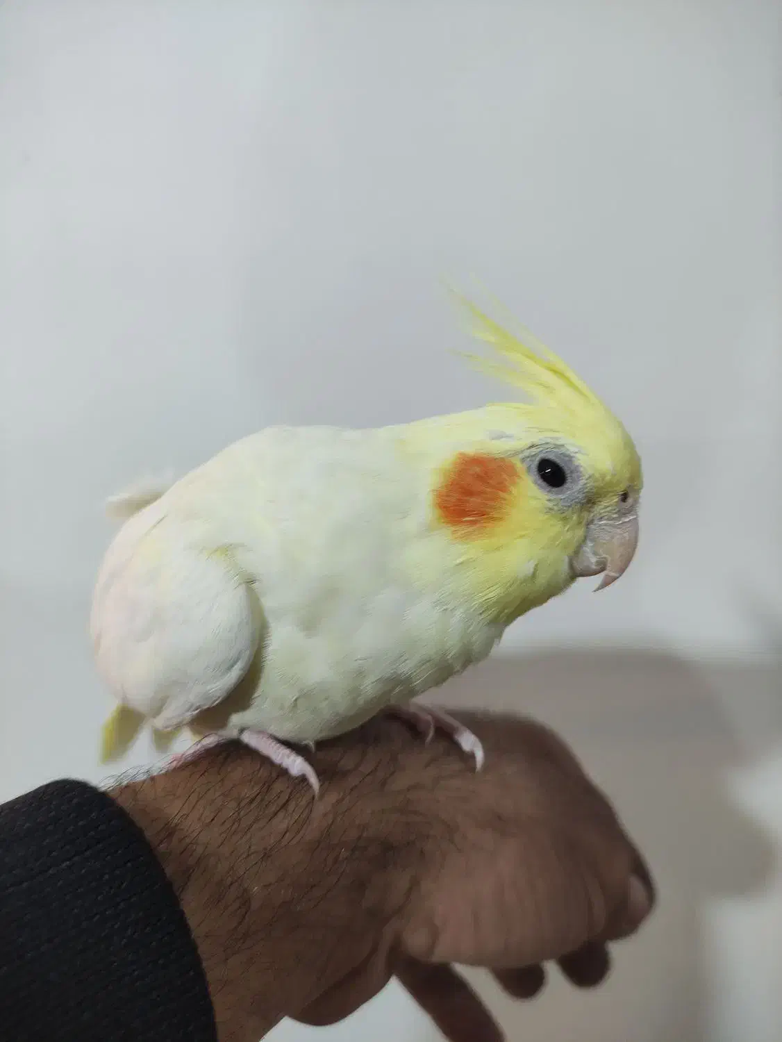 عروس هلندی|پرنده|صائین قلعه, |دیوار