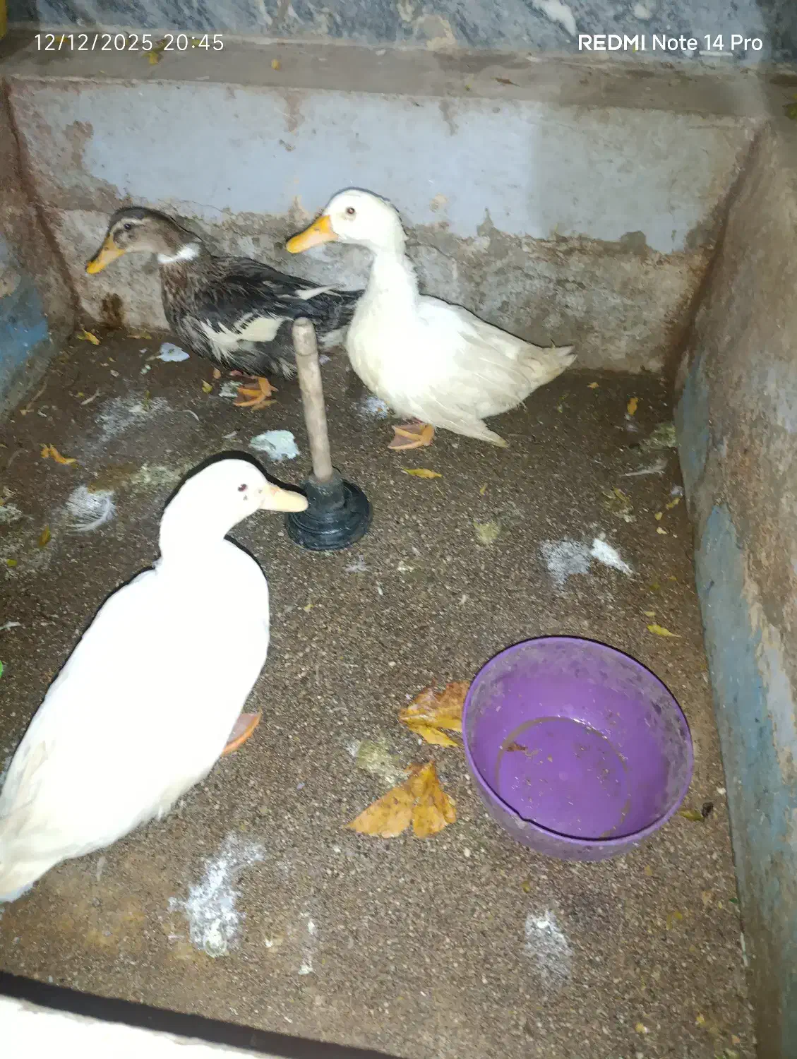 اردک بالغ و بزرگ|حیوانات مزرعه|شاهینشهر, سعدی شمالی|دیوار