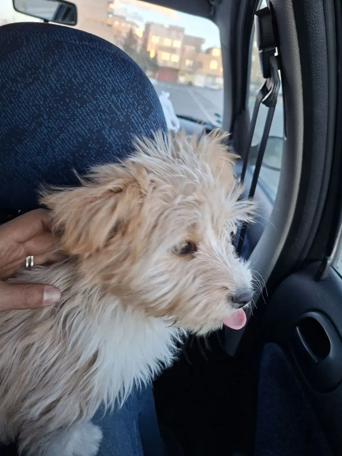 پیدا شده|حیوانات|تبریز, |دیوار