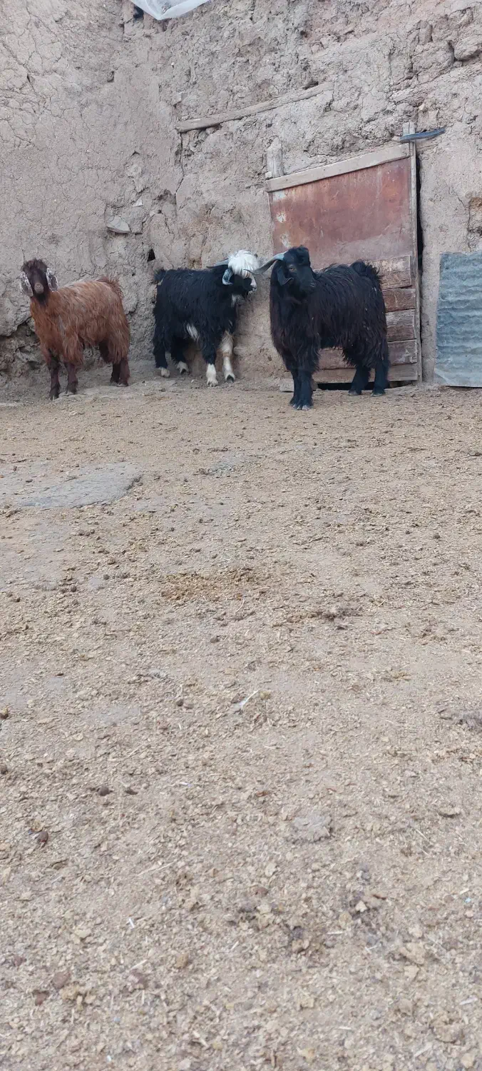 بزغاله نر|حیوانات مزرعه|کرمانشاه, |دیوار