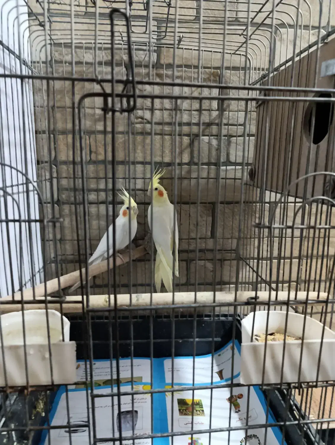 عروس هلندی|پرنده|امیدیه, |دیوار