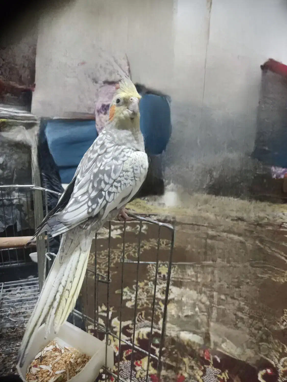 عروس هلندی|پرنده|صومعه‌سرا, |دیوار