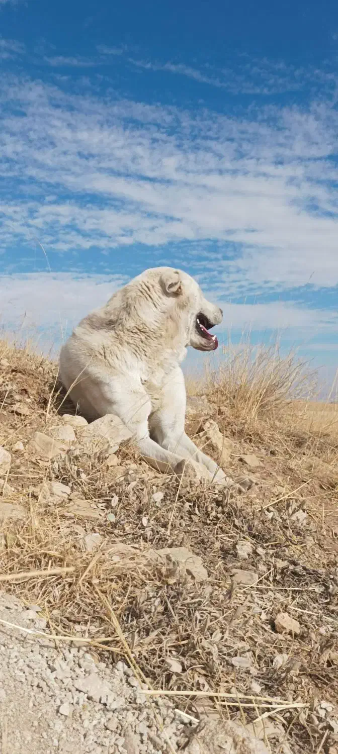 سگ عراقی|سگ|ایجرود, |دیوار