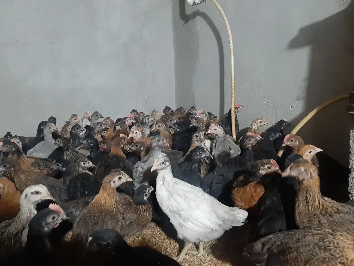 جوجه مرغ و خروس محلی|حیوانات مزرعه|جهرم, |دیوار