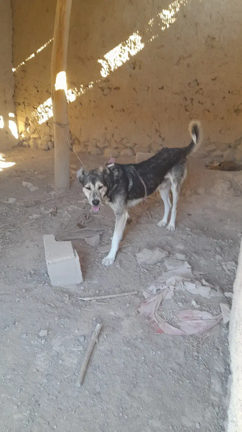 سگ سرابی ۲ ساله مناسب|سگ|بستان آباد, |دیوار