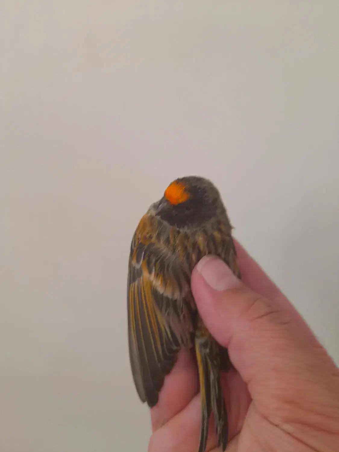 گلبسر  سهره قناری|پرنده|تهران, افسریه شمالی|دیوار