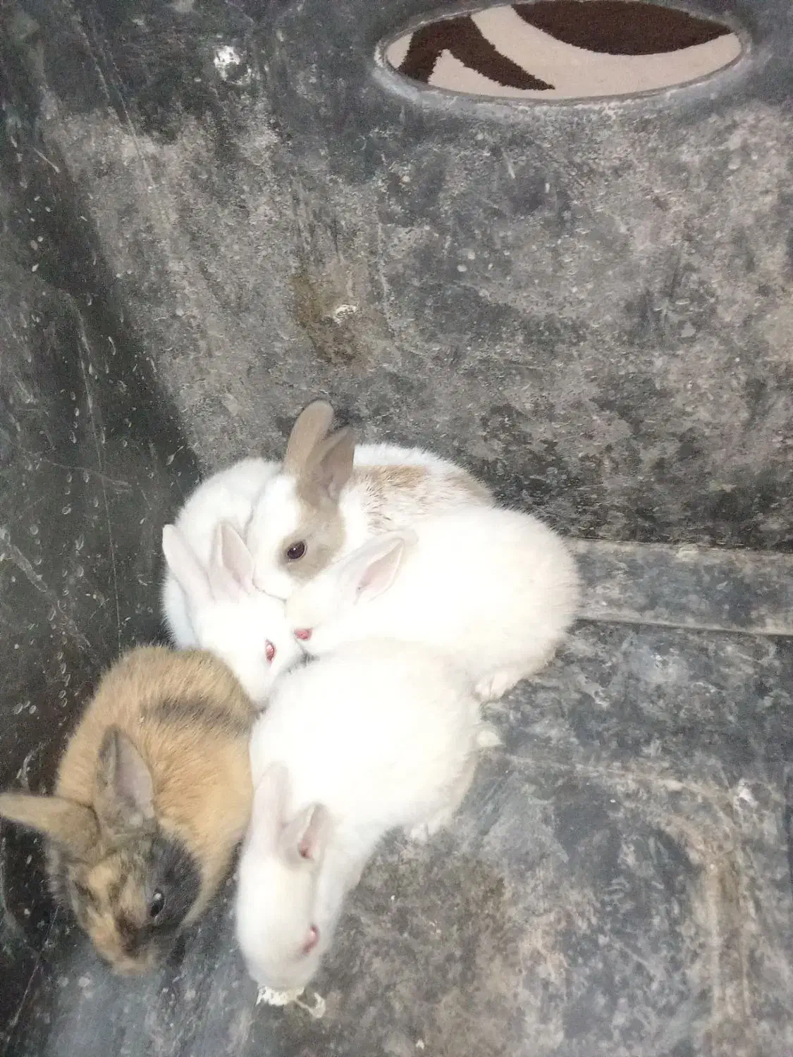 سلام چند عدد خرگوش صحیح و سالم به فروش می‌رسد|موش و خرگوش|آبادان, |دیوار