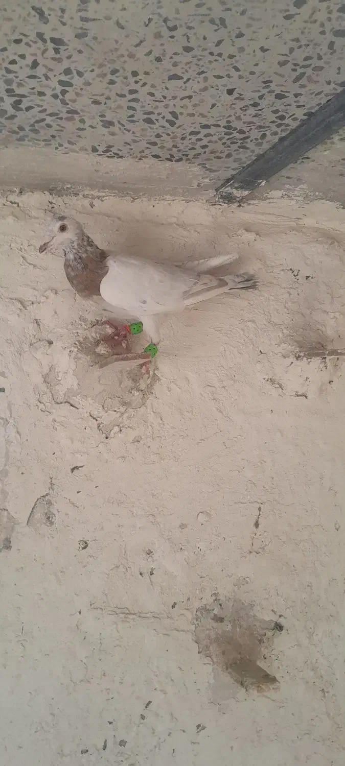 کفترهفرنگ پرنده|پرنده|الوند, |دیوار