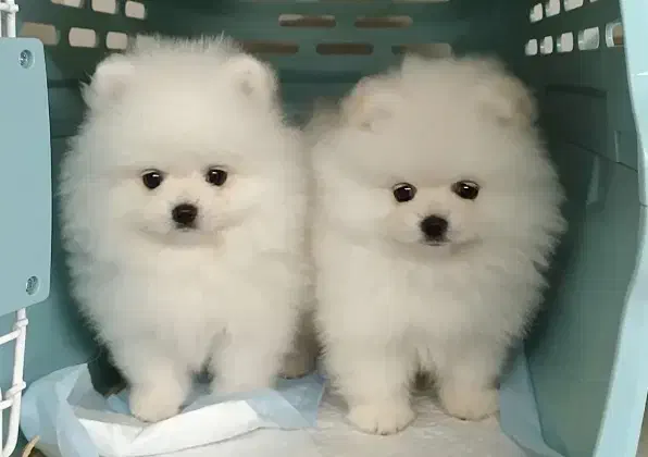 سگ پامر قیمت باور نکردنی|سگ|چادگان, |دیوار