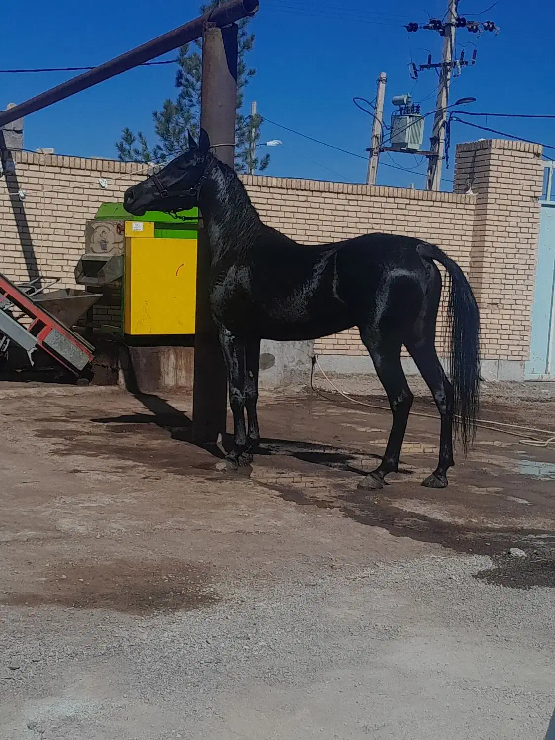 اسب|اسب و تجهیزات اسب‌سواری|زنجان, |دیوار