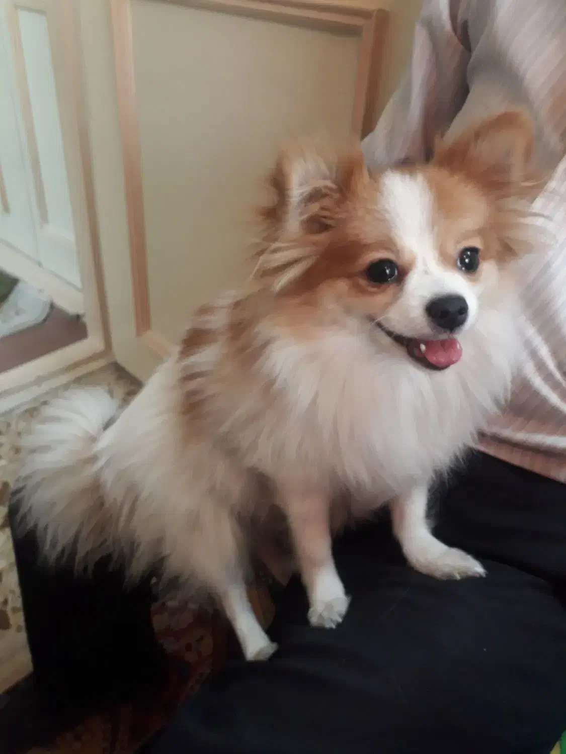 فروش توافقی سگ پامرانین (pomeranian)|سگ|کرج, فاز ۳ مهرشهر|دیوار