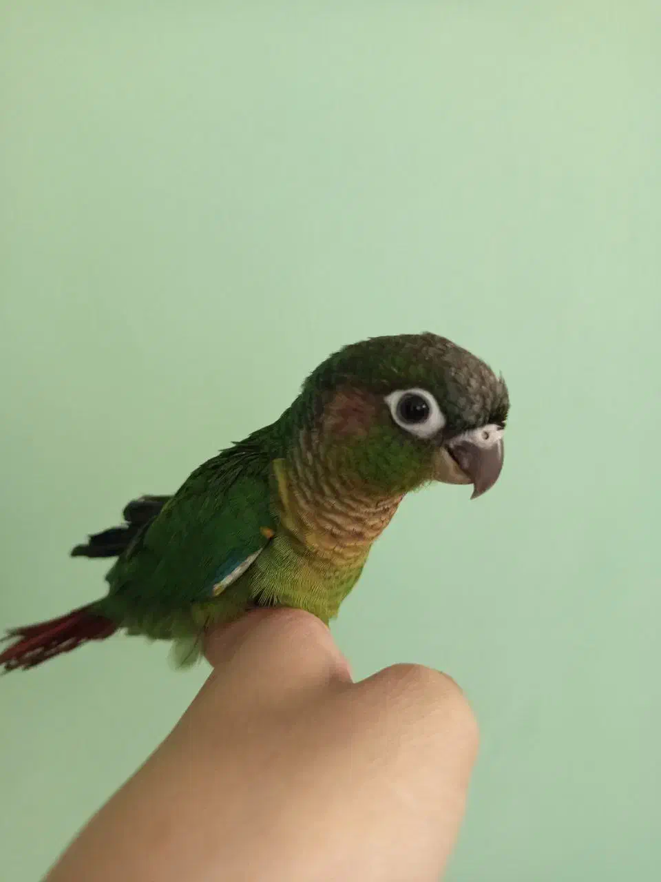 گرینچیک|پرنده|مشهد, ادیب نیشابوری (شهرک غرب)|دیوار