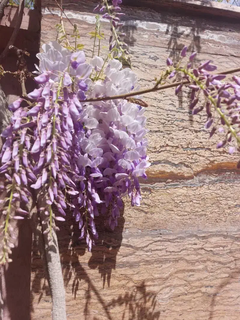 رهن و اجاره خانه ویلایی دربست|اجارهٔ خانه و ویلا|ماهان, |دیوار