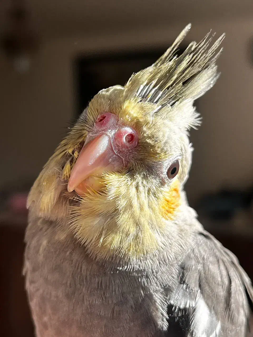 جوجه عروس هلندی|پرنده|بجنورد, |دیوار