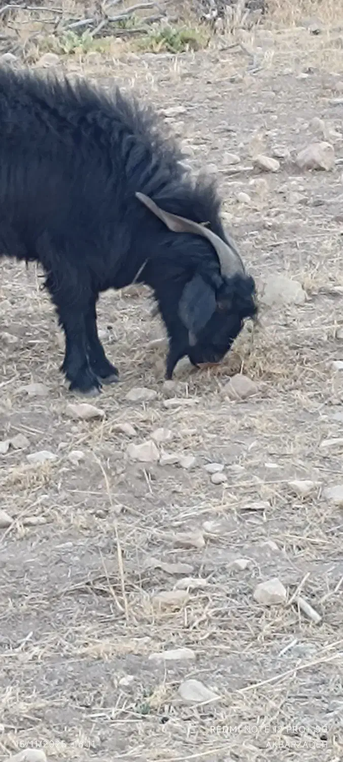 فروش پازن گله|حیوانات مزرعه|چیتاب, |دیوار