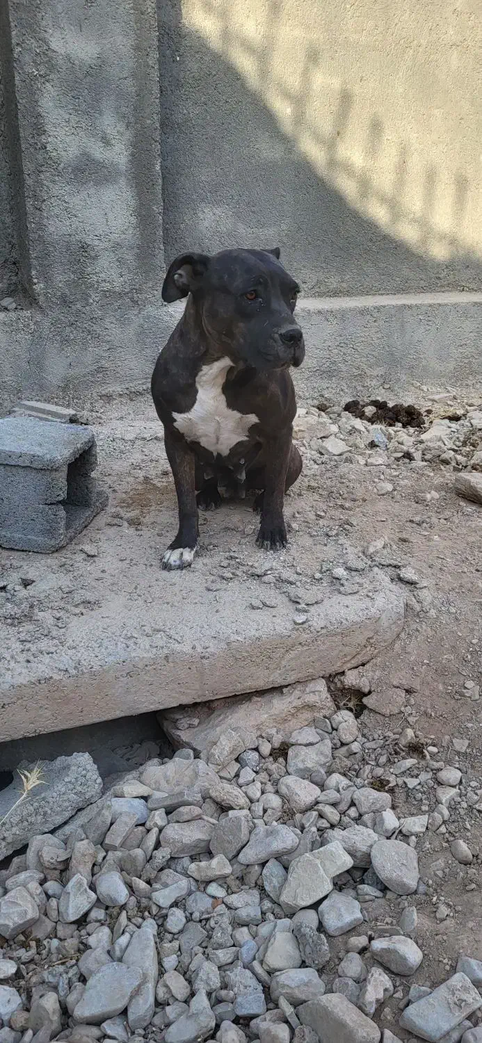 سگ پیتبول ماده|سگ|شیراز, شهرک والفجر|دیوار