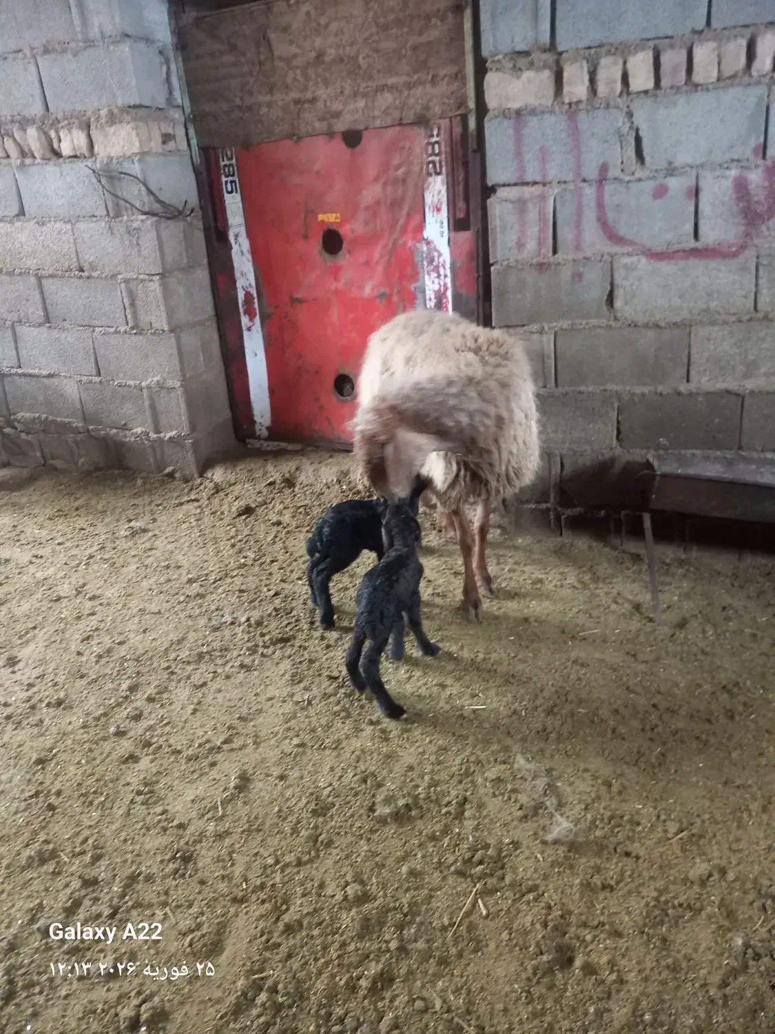 میش دوقلو|حیوانات مزرعه|گرمخان, |دیوار