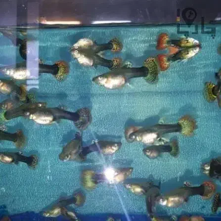 ماهی گپی مولد و کالر ویدئو|ماهی|تایباد, |دیوار