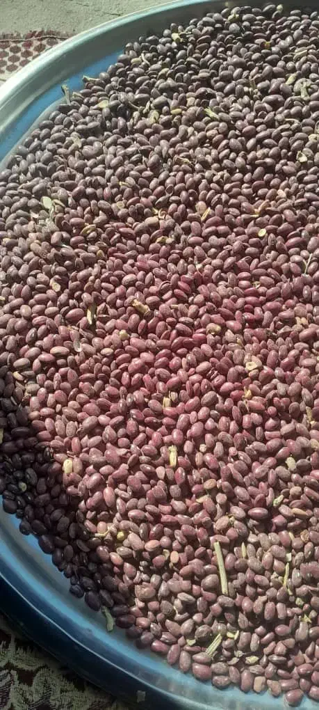 لوبیاقرمزخوشبخت قیمت ۲۱۰تومان|عمده‌فروشی|نظر کهریزی, |دیوار