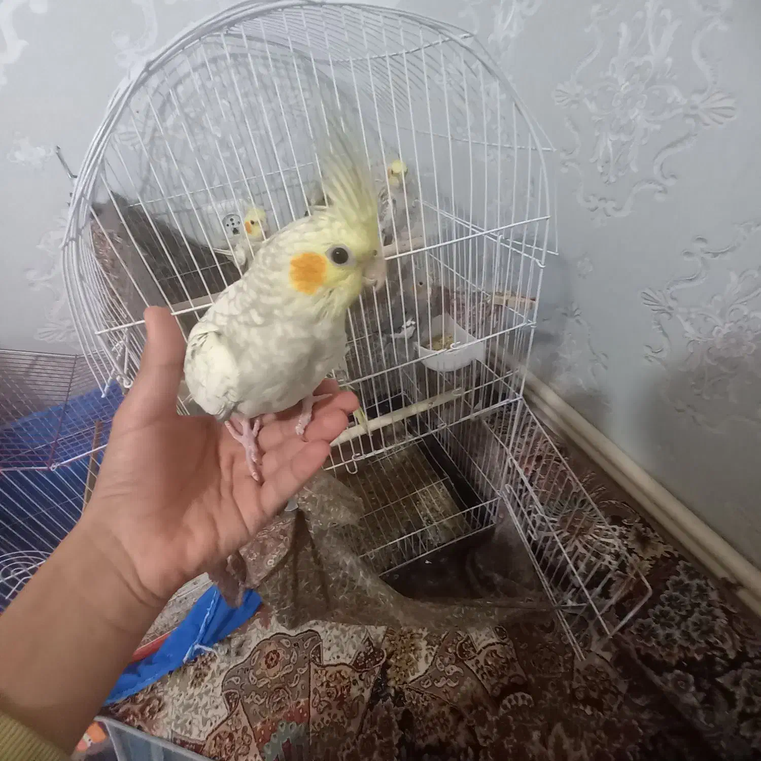 عروس هلندی دستی|پرنده|کرمان, |دیوار