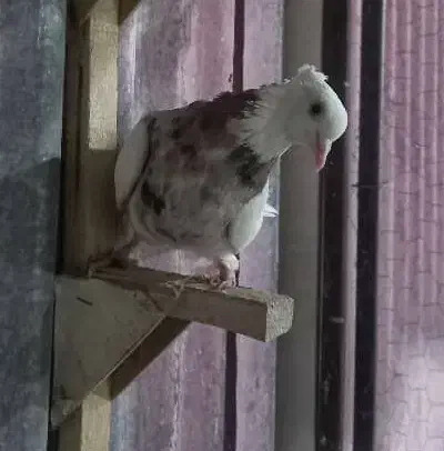 طوق سرور نروماده مولد|پرنده|شیراز, تندگویان|دیوار