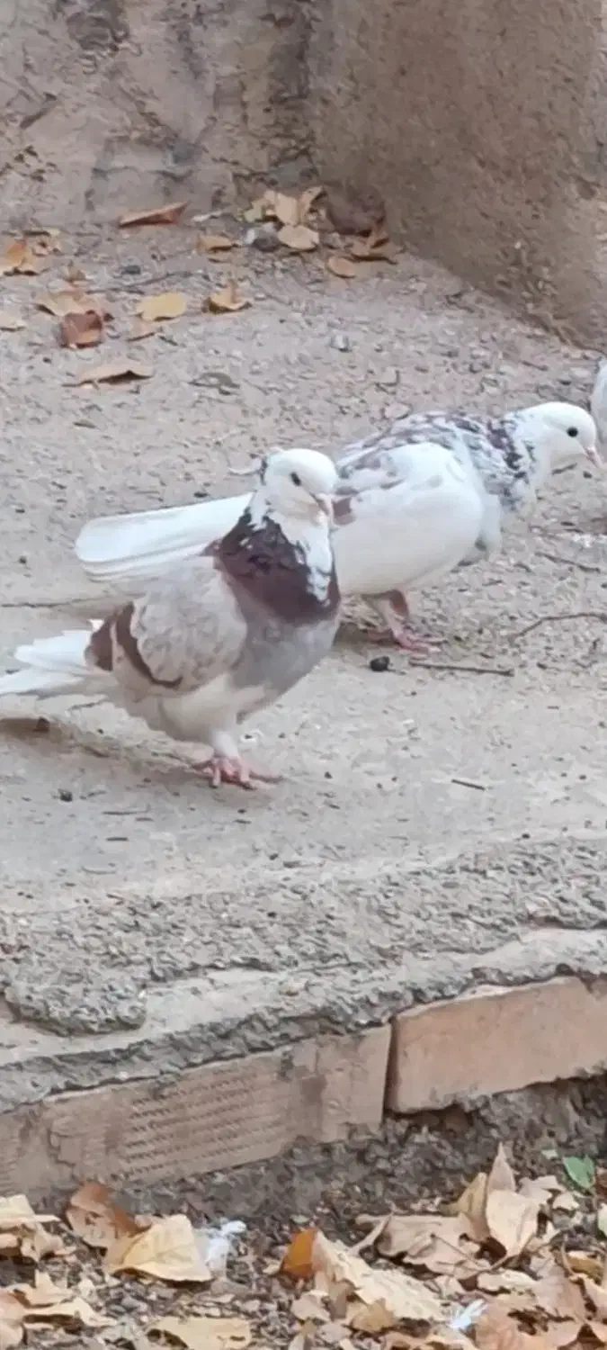 کبوتر پرشی اس|پرنده|مهدی شهر, |دیوار