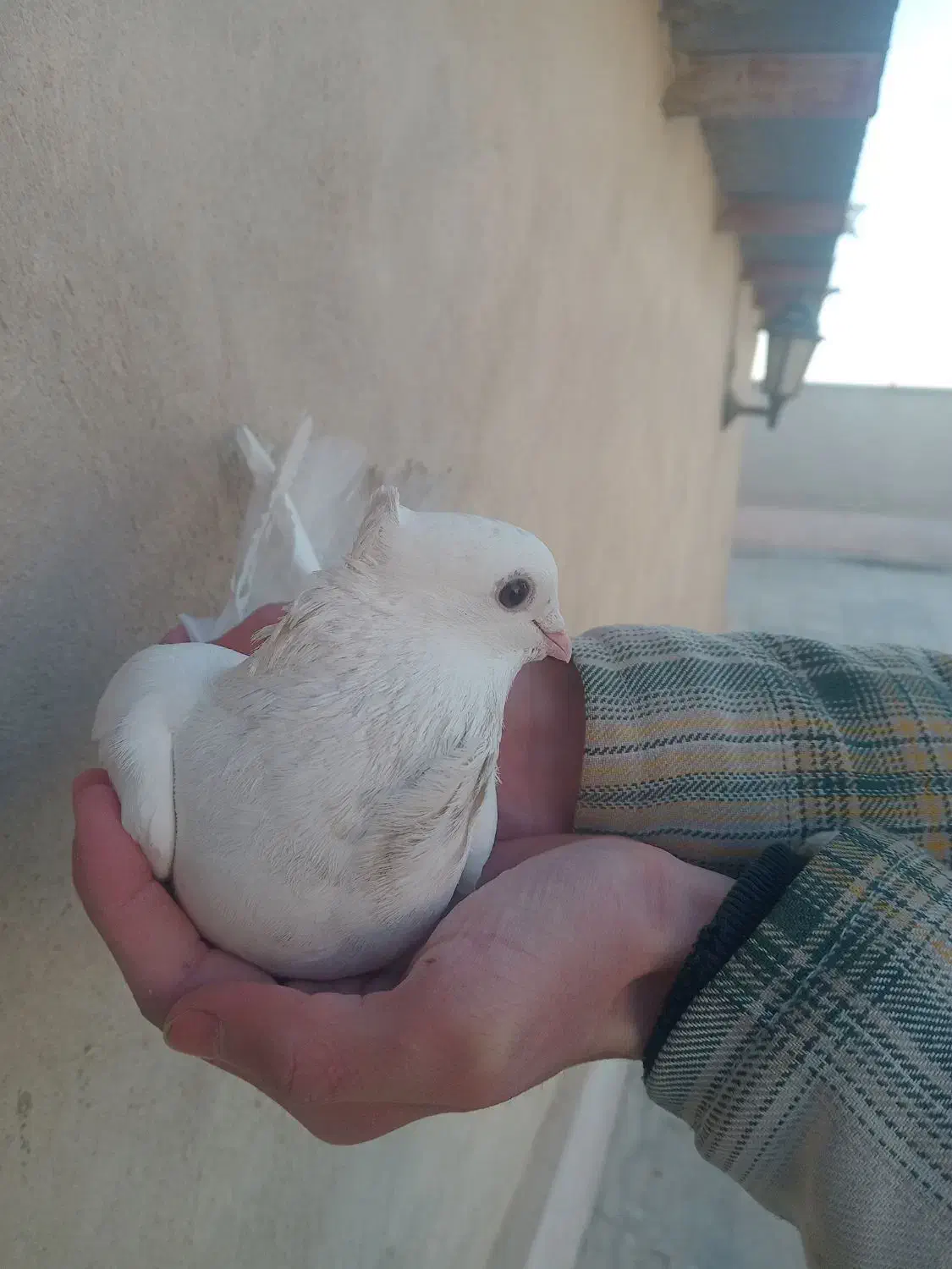 کبوترسینه فری نر|پرنده|کهریزک, |دیوار