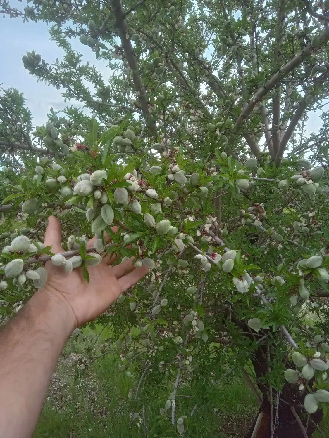 نهال بادام گلدانی|گل و گیاه طبیعی|نقده, |دیوار