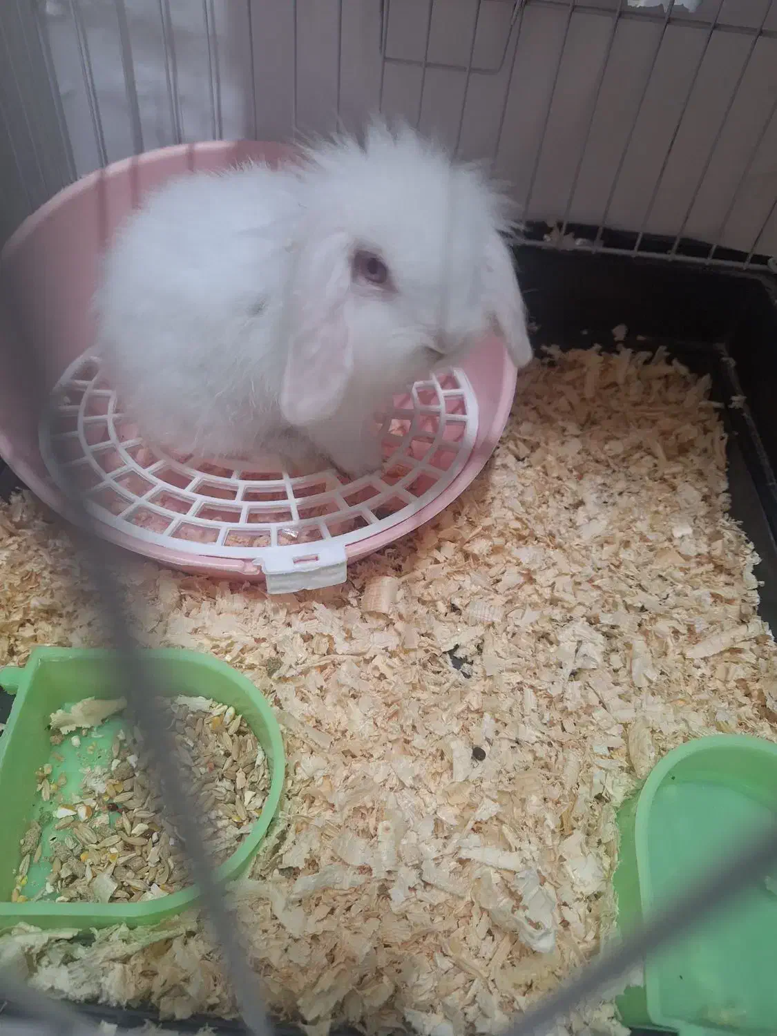 خرگوش|موش و خرگوش|اهواز, کیانشهر|دیوار