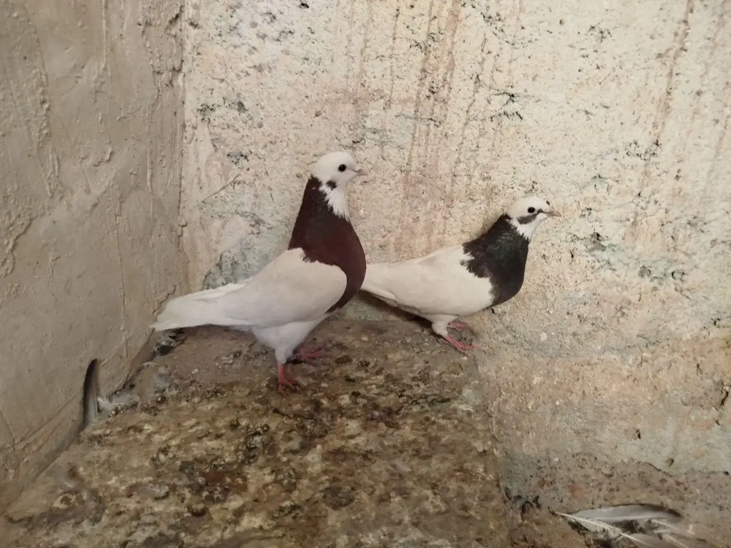 کفتر طوقی|پرنده|میاندوآب, |دیوار