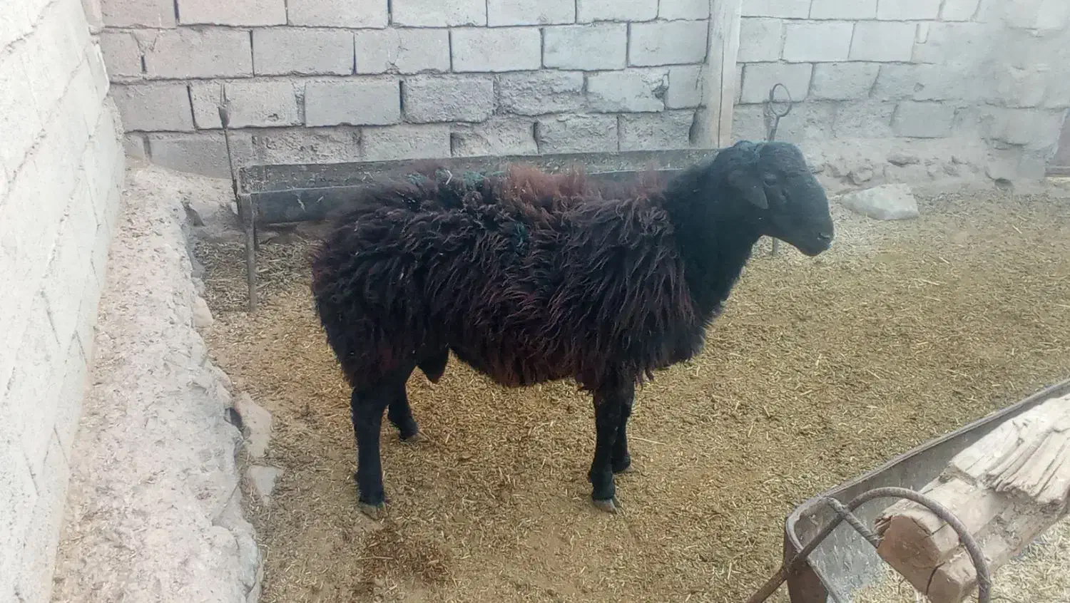 بره قوچی|حیوانات مزرعه|نیشابور, شهرک فیروزه|دیوار