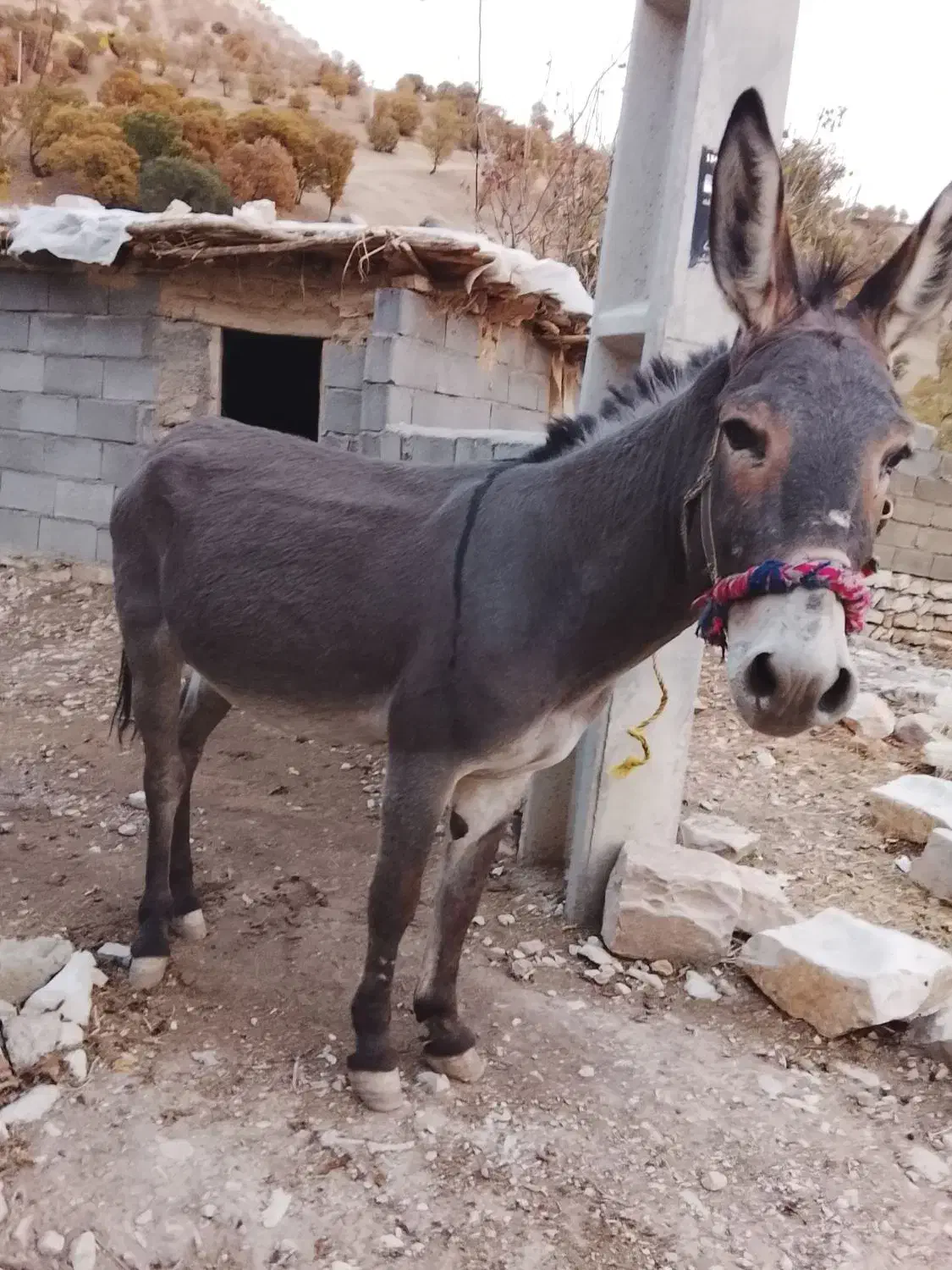 الاغ|حیوانات مزرعه|جوانرود, |دیوار