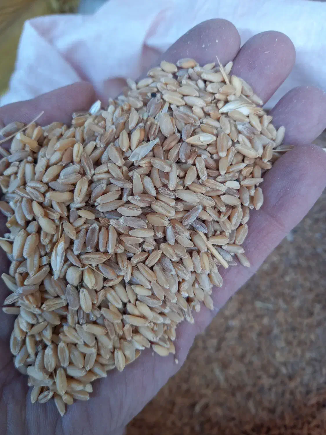 گندم قرمز|خدمات باغبانی و درختکاری|مشهد, خرمشهر|دیوار