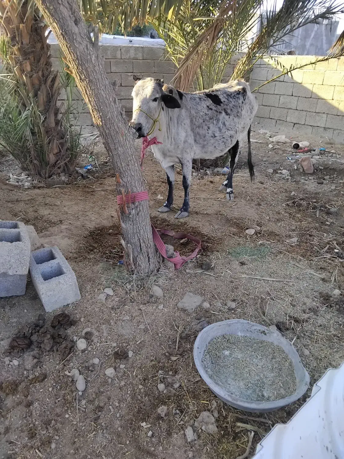 گاو فروشی|حیوانات مزرعه|بندرعباس, |دیوار