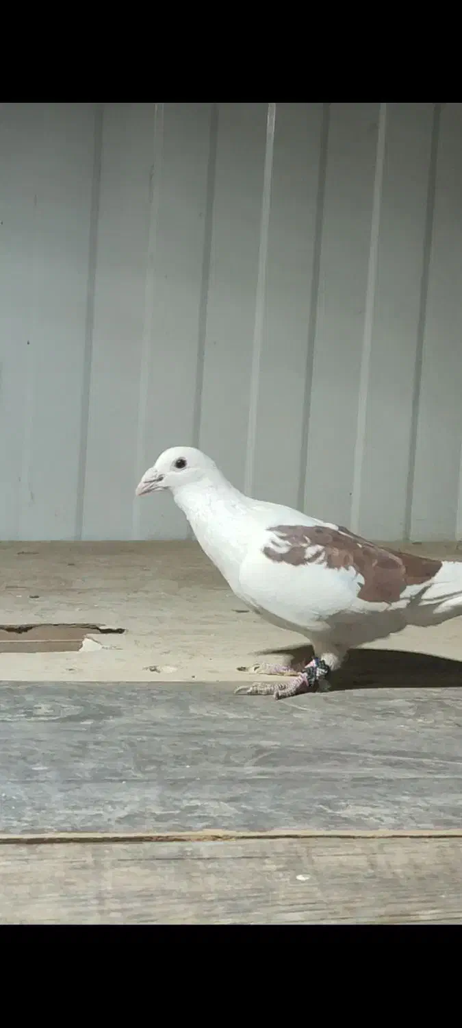 پرنده|پرنده|دماوند, گیلاوند|دیوار