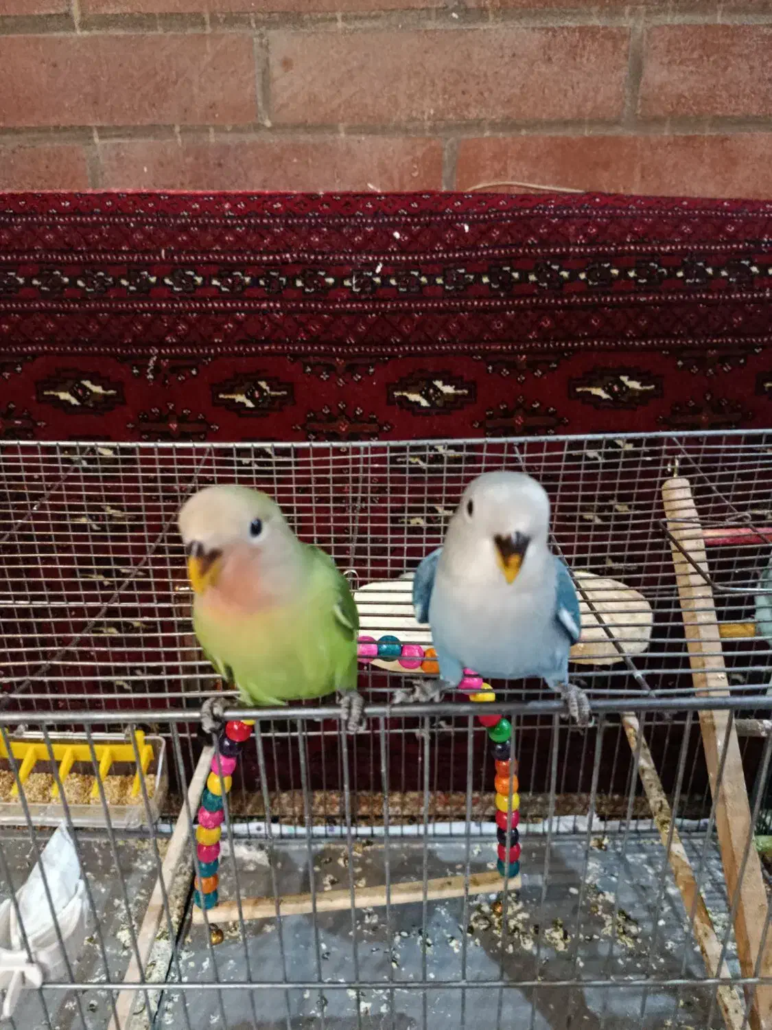 دو عدد کوتوله تازه دون خور شده|پرنده|شهرکرد, |دیوار