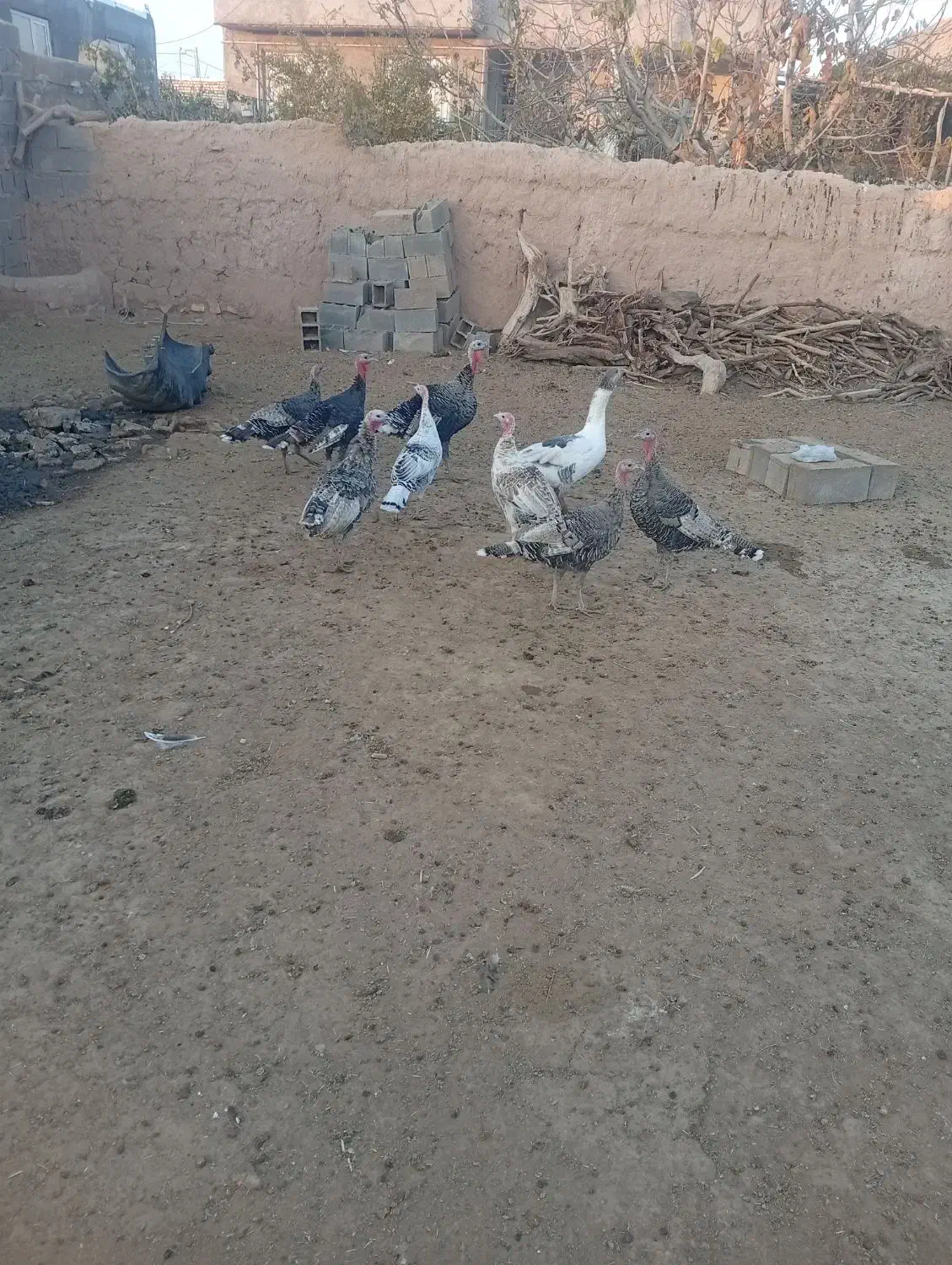 سلام عرض ادب|حیوانات مزرعه|اسفراین, |دیوار