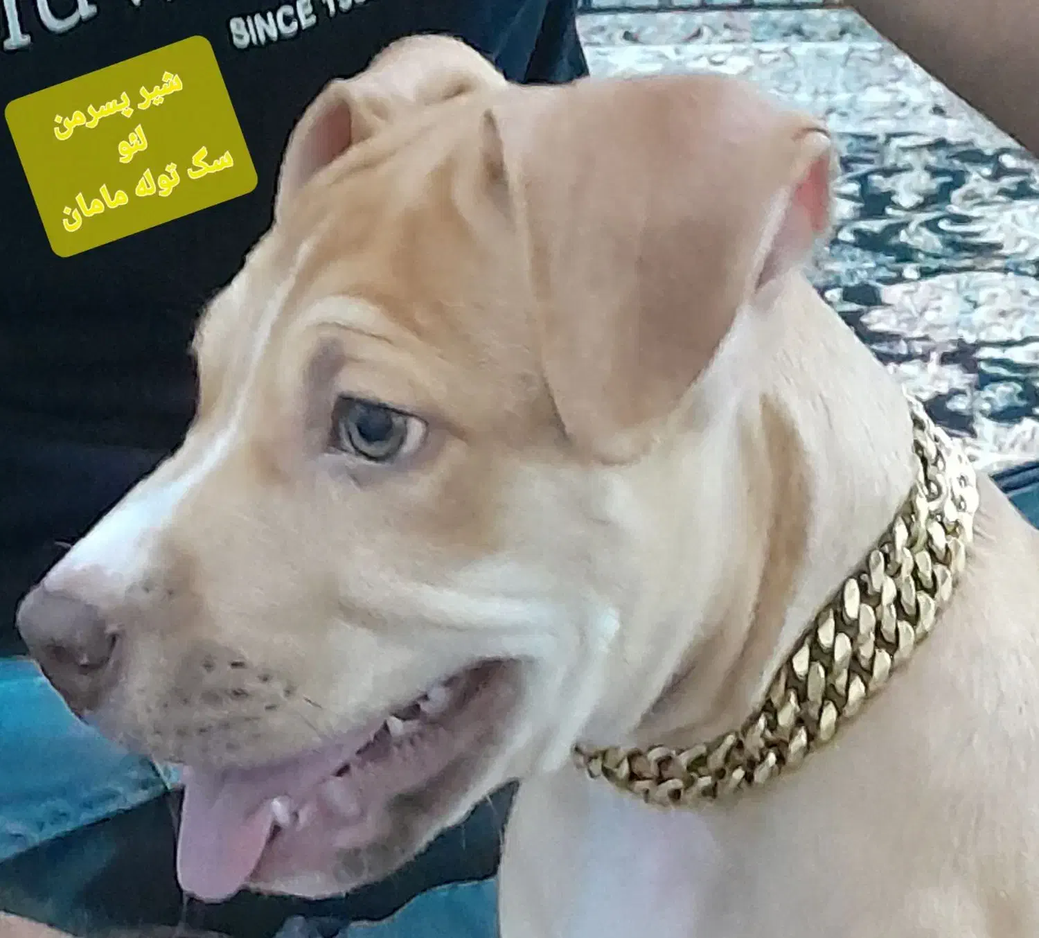 واگذاری سگ|سگ|کرمانشاه, |دیوار