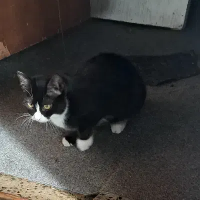 واگذاری گربه|گربه|کومله, |دیوار