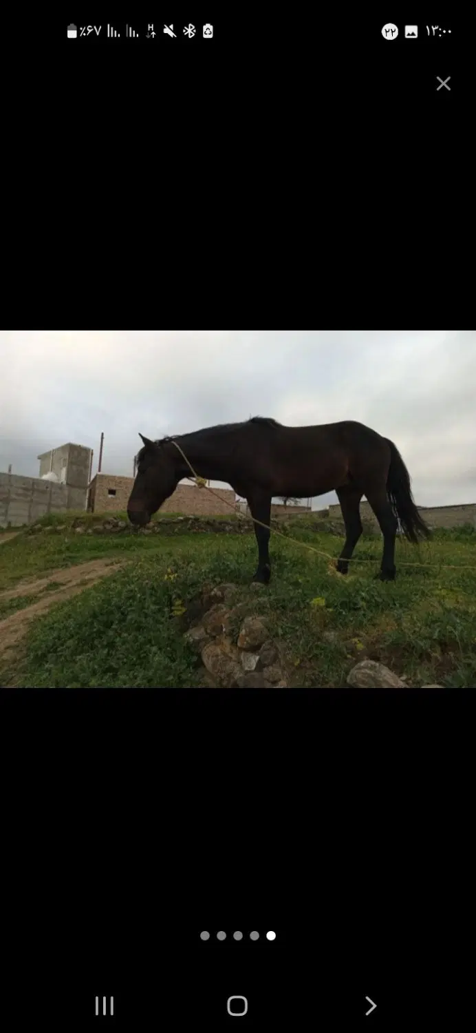 اسب|اسب و تجهیزات اسب‌سواری|آبش احمد, |دیوار