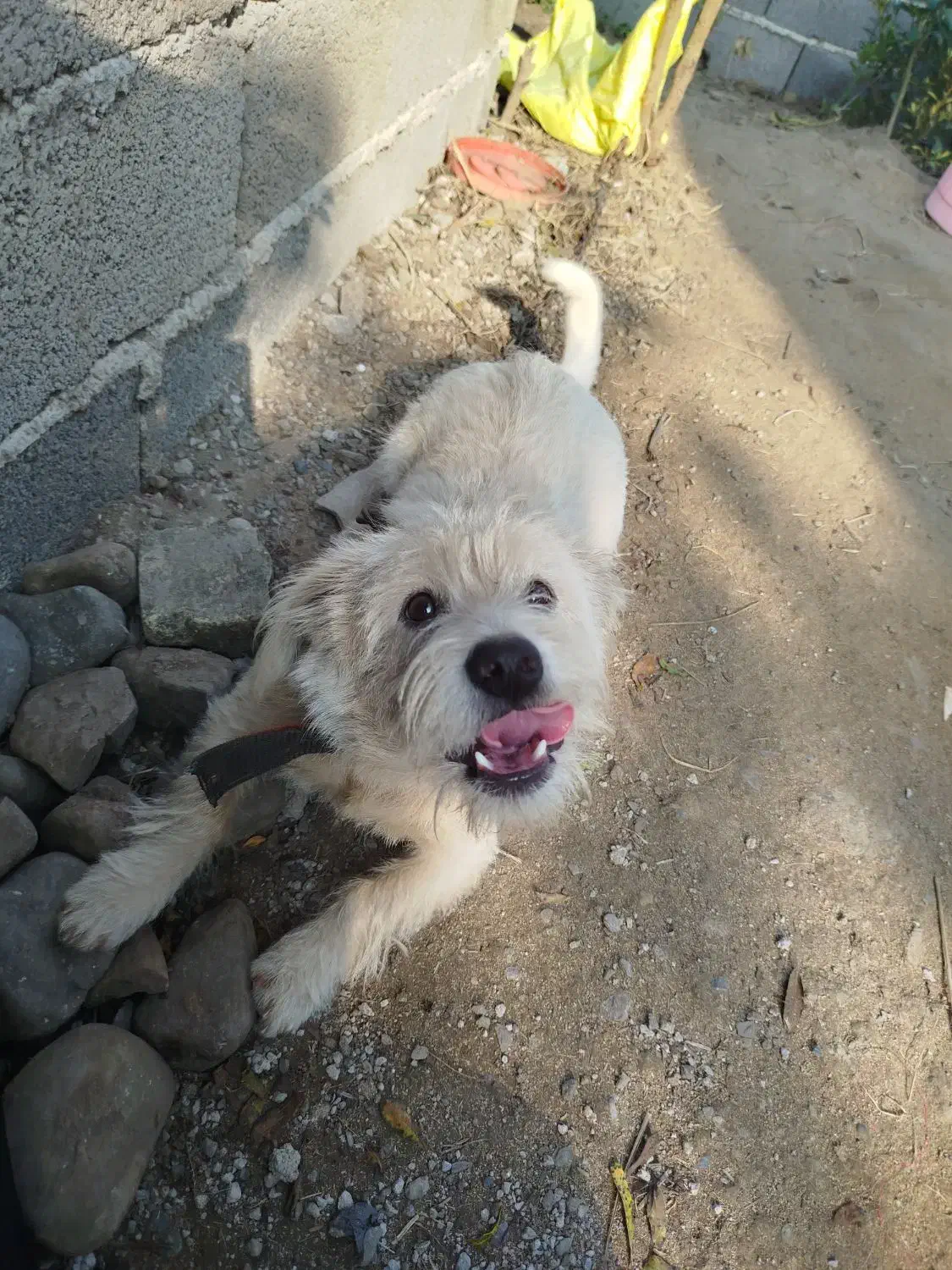 سگ شیتزو10ماهه|سگ|رشت, بازار|دیوار