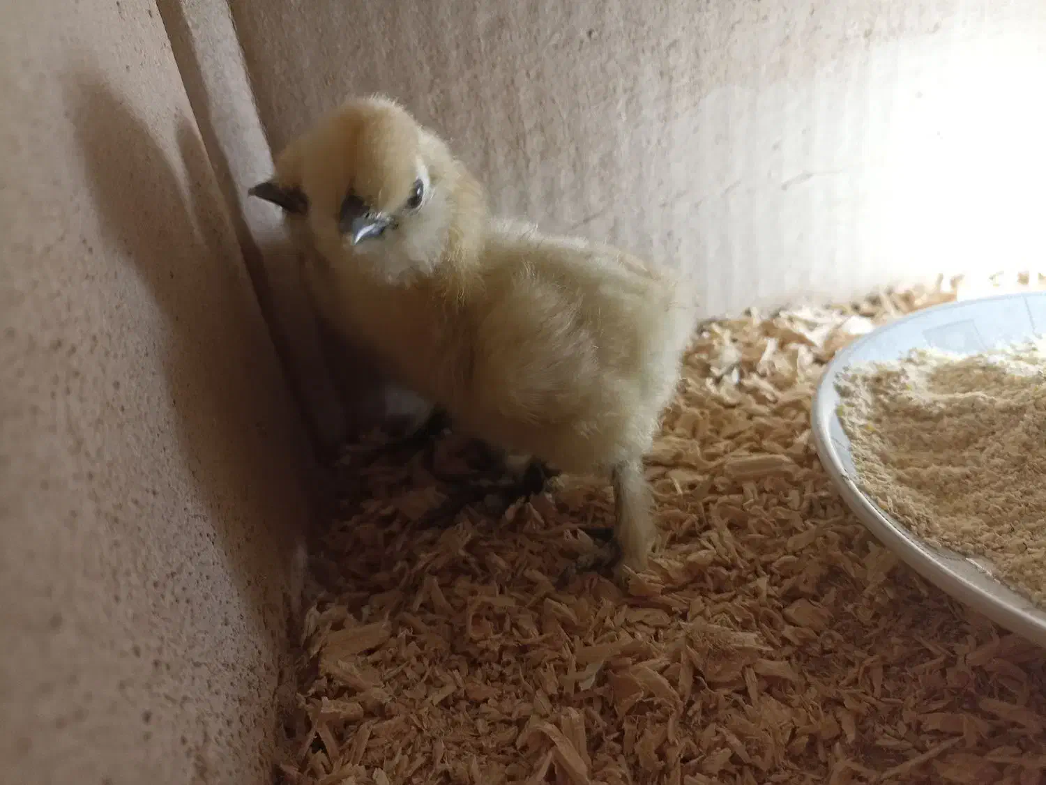 جوجه ابریشمی یک هفته نژاد دار|حیوانات مزرعه|نیشابور, ابراهیم ادهم|دیوار