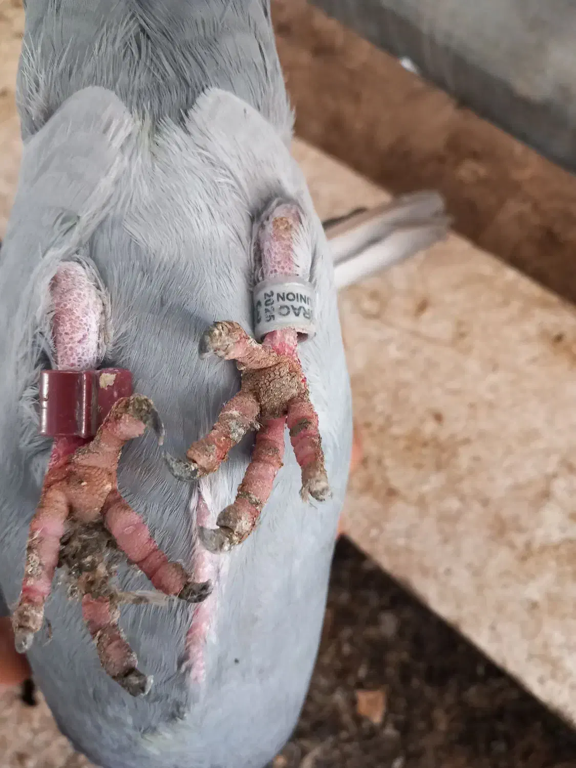 عراقی|پرنده|خرمشهر, |دیوار